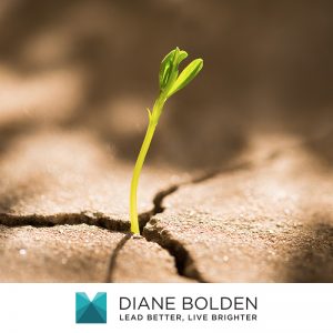 plant growing through crack and bouncing back